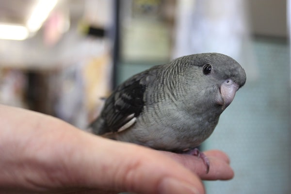 サザナミインコ