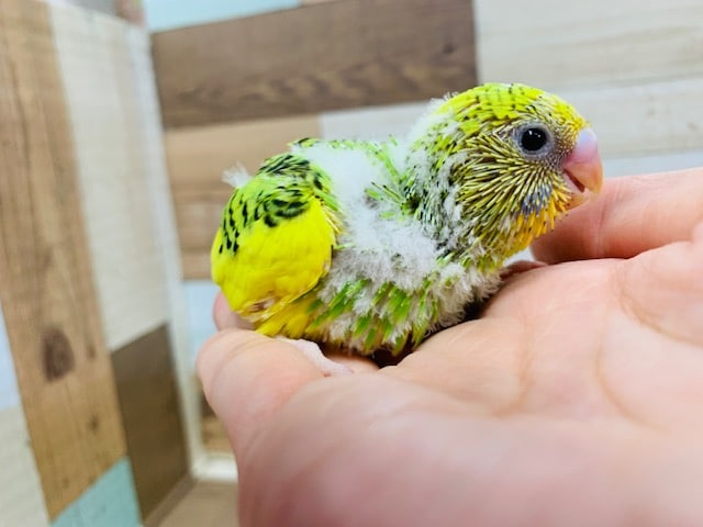 セキセイインコ