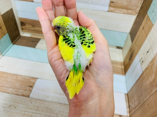 セキセイインコ