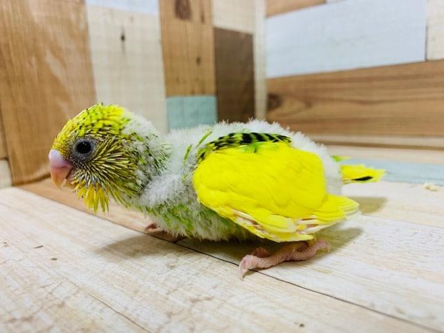 セキセイインコ
