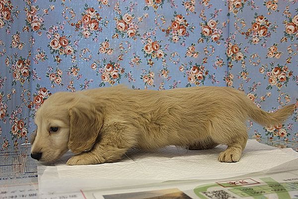 癒し系♪ Mダックスくんイエロー入舎 ミニチュアダックス