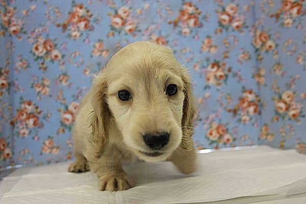 ミニチュアダックス