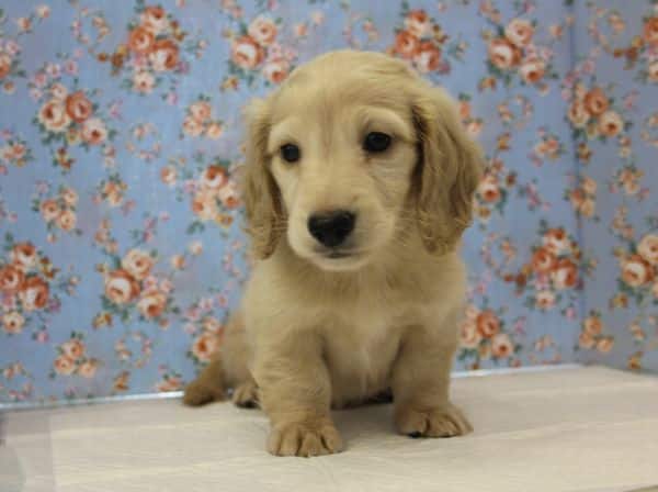 ミニチュアダックス