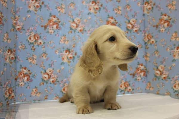 ミニチュアダックス