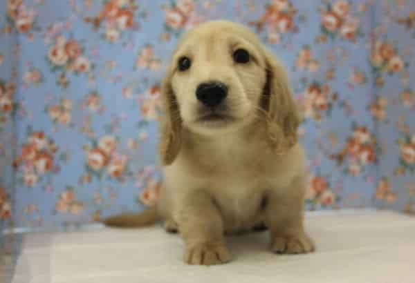 ミニチュアダックス