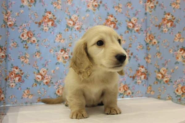 ミニチュアダックス