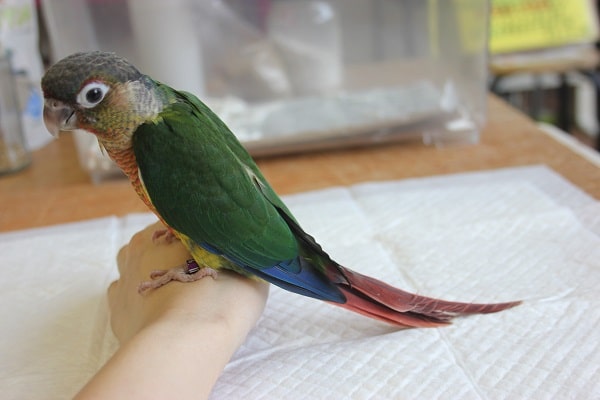 ワキコガネウロコインコ