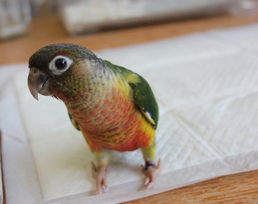 ワキコガネウロコインコ