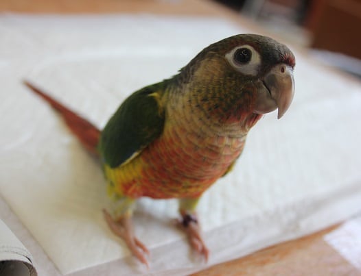 ワキコガネウロコインコ