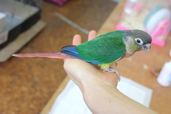 ワキコガネウロコインコ