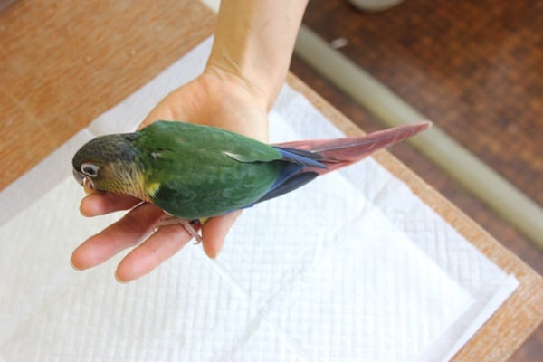 ワキコガネウロコインコ