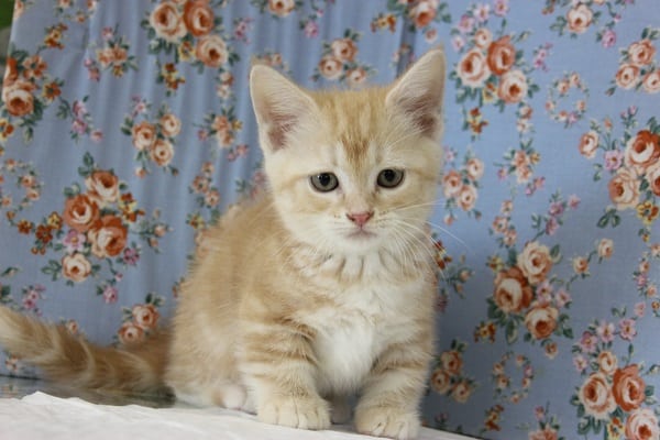 The癒し系💛天然ボーイ♂短足マンチカンくん💛 マンチカン