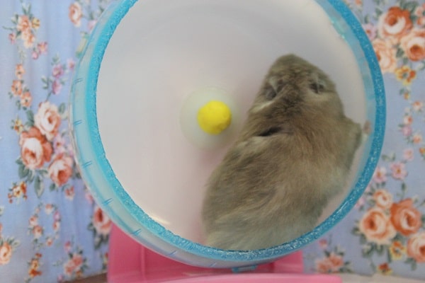 ゴールデンハムスター