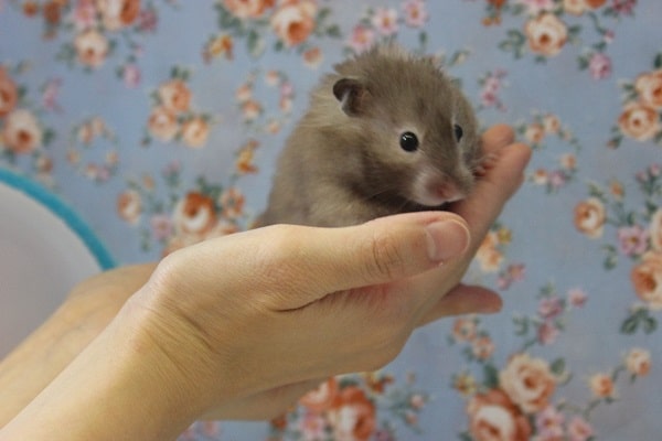 ゴールデンハムスター