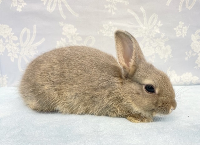 ミニウサギ