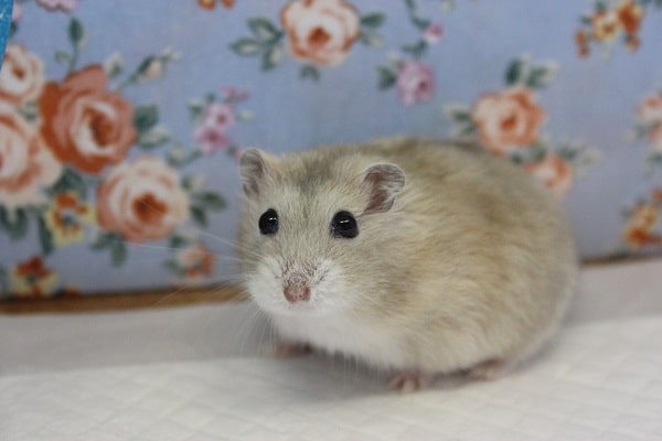 ドワーフハムスターの1種