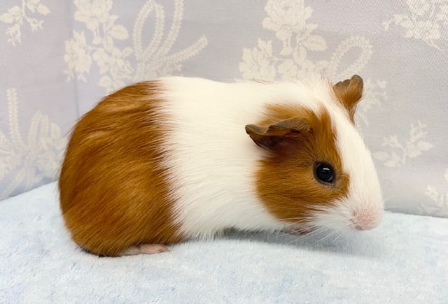 イングリッシュモルモット