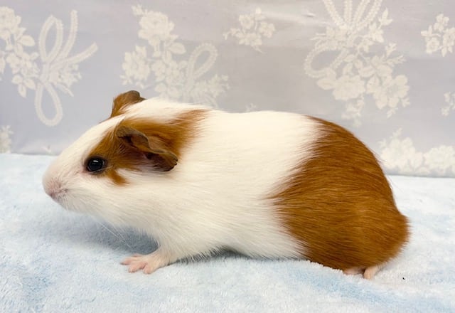 イングリッシュモルモット