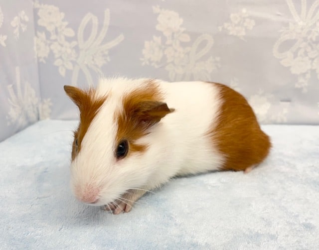 イングリッシュモルモット