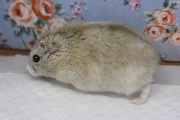ドワーフハムスターの1種