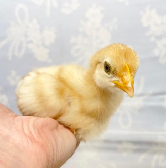 3羽限定💛ボリスブラウン(女の子)2022年7月生まれ ボリスブラウン