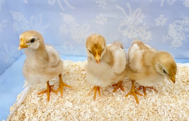 ボリスブラウン