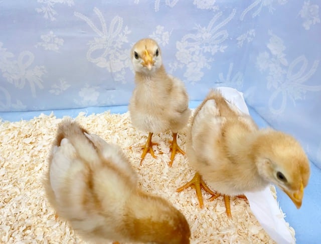 3羽限定💛ボリスブラウン(女の子)2022年7月生まれ ボリスブラウン