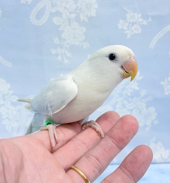 コザクラインコ（小桜インコ）