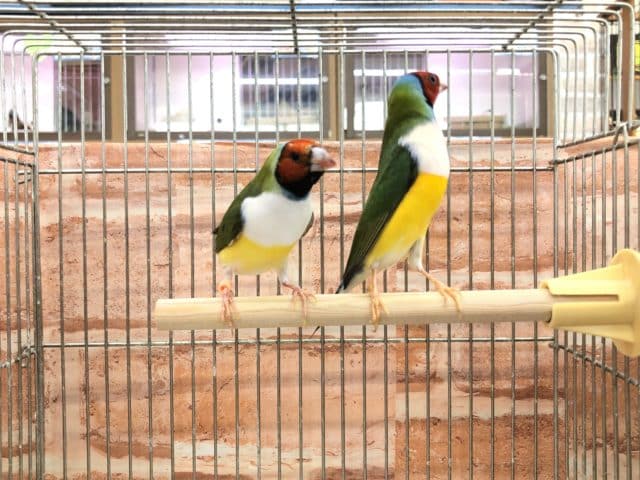 お久しぶりペア コキンチョウ 白胸ペア R4 8/1撮影 コキンチョウ