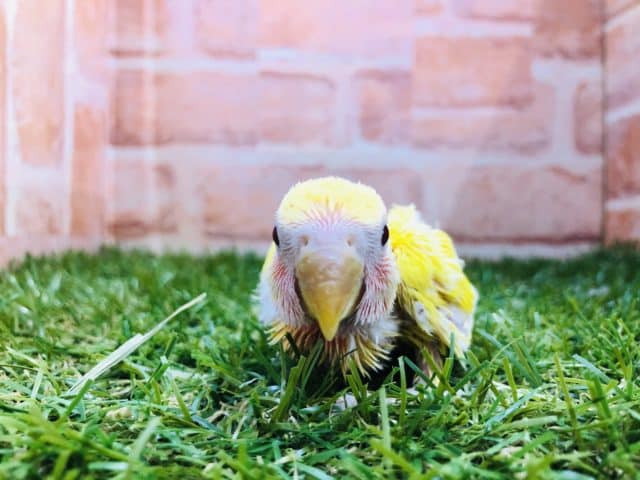 コザクラインコ（小桜インコ）