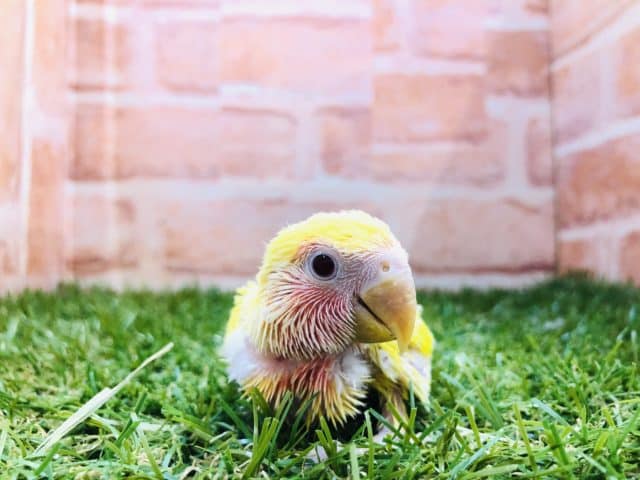 コザクラインコ（小桜インコ）