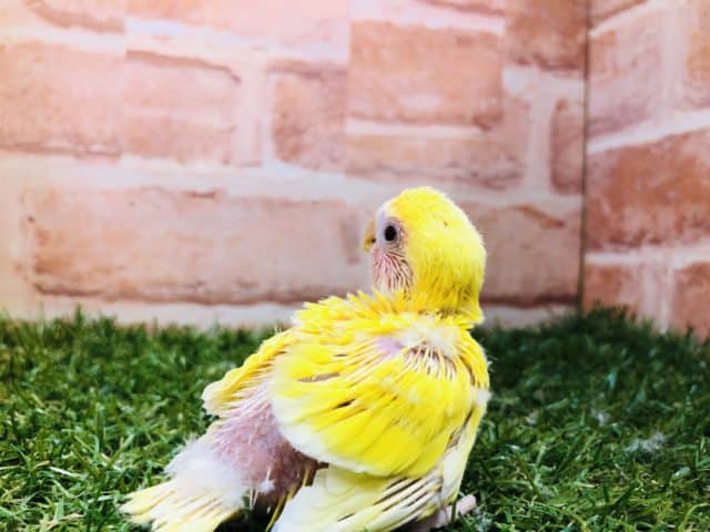 コザクラインコ（小桜インコ）