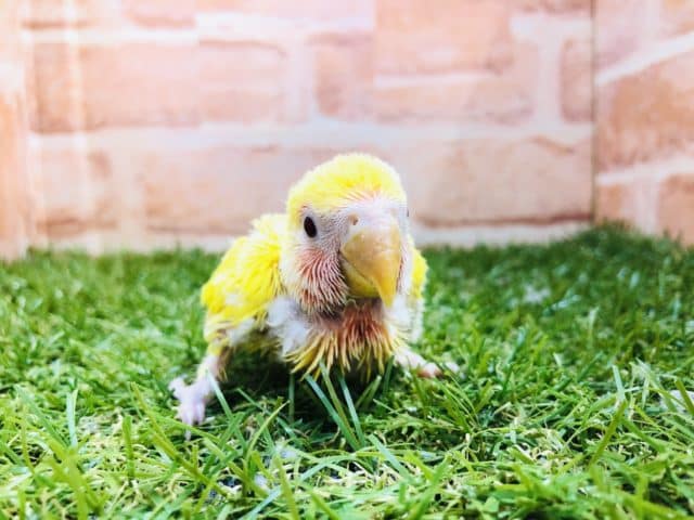 コザクラインコ（小桜インコ）