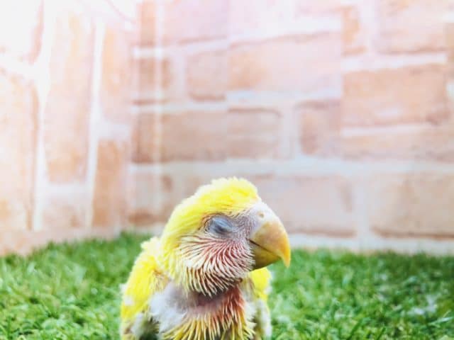 コザクラインコ（小桜インコ）