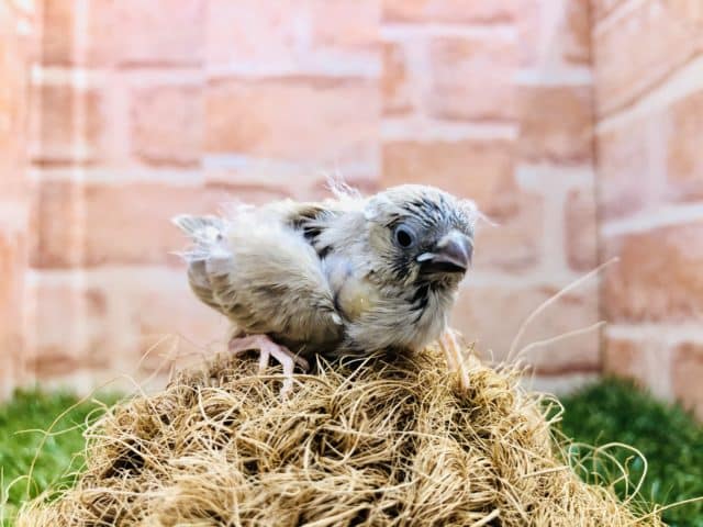 錦花鳥（キンカチョウ）