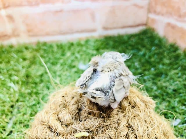 錦花鳥（キンカチョウ）