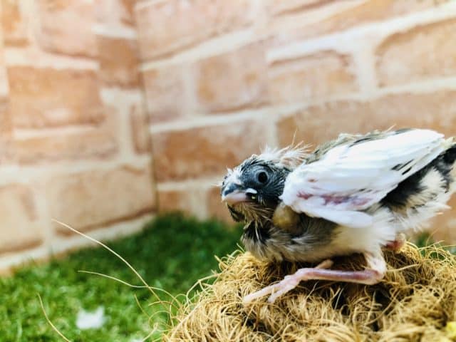 錦花鳥（キンカチョウ）