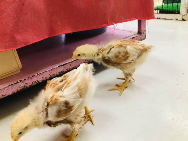 ボリスブラウン