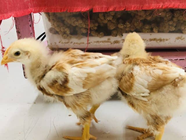 ボリスブラウン