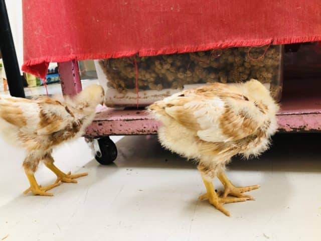 ボリスブラウン