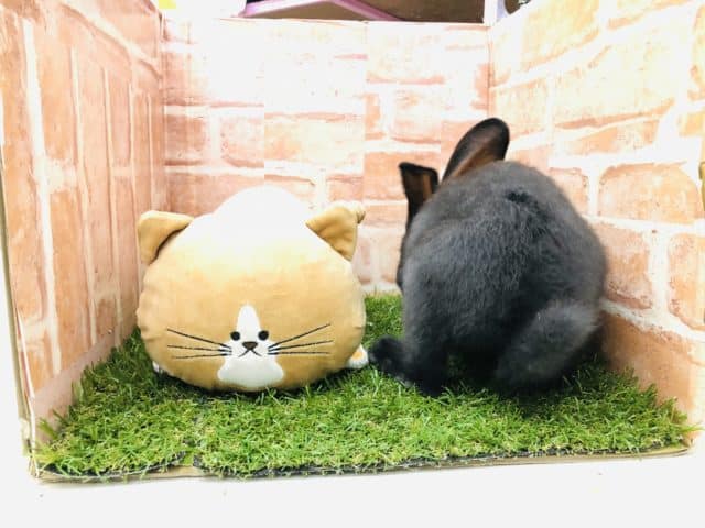 フレミッシュジャイアント