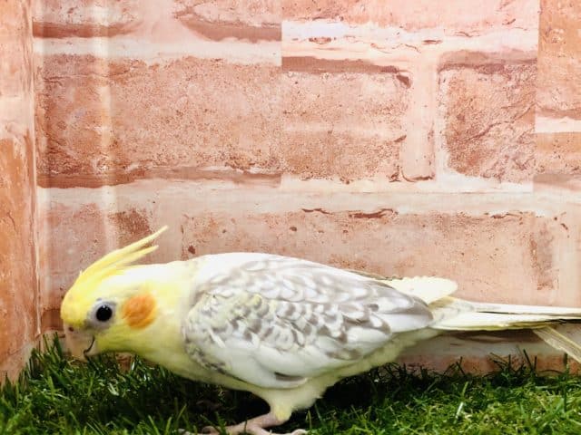 オカメインコ