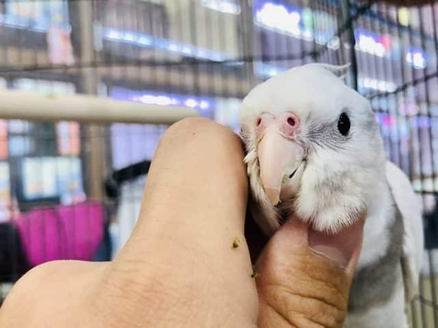 オカメインコ