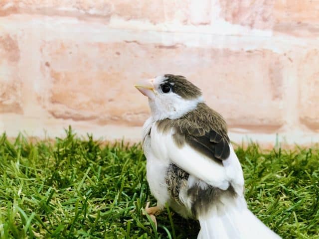 十姉妹（ジュウシマツ）