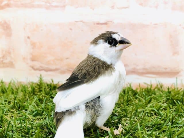 十姉妹（ジュウシマツ）