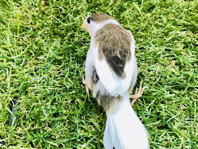 十姉妹（ジュウシマツ）