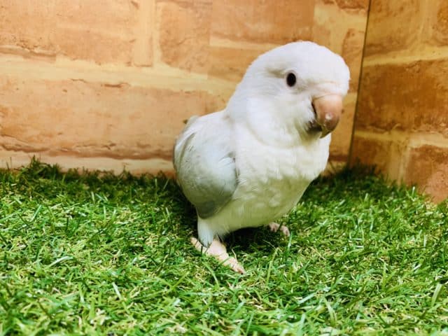 オキナインコ
