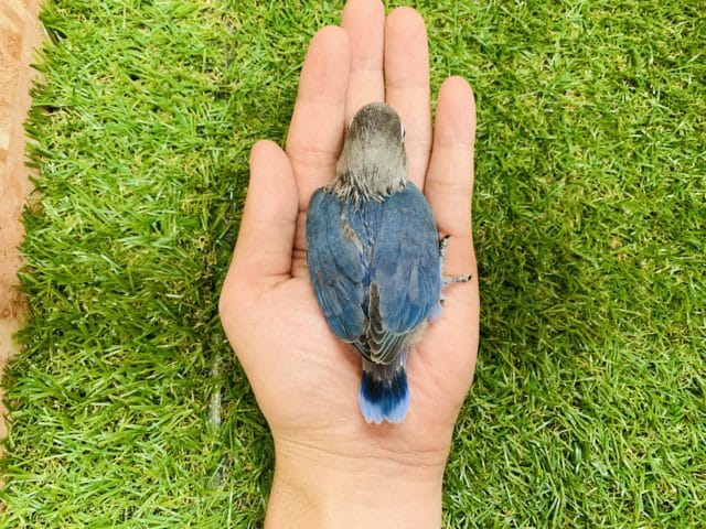 ブルーボタンインコ