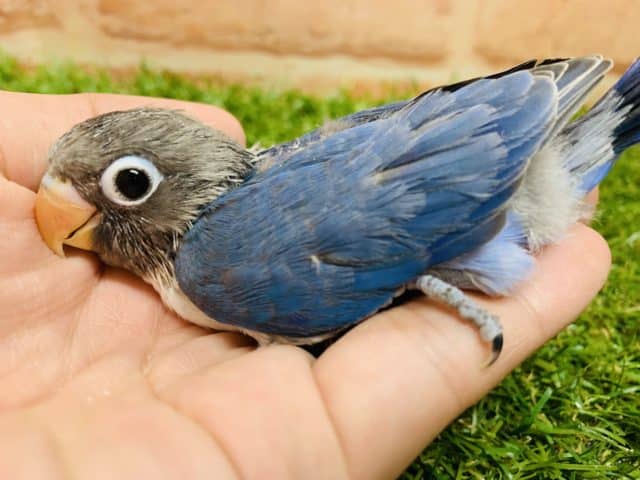 ブルーボタンインコ