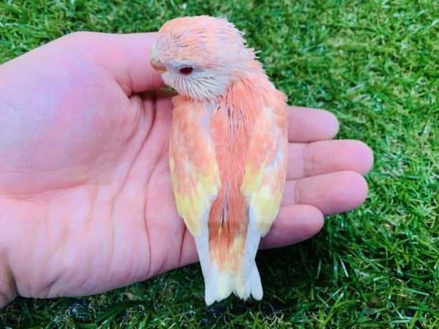 アキクサインコ（秋草インコ）